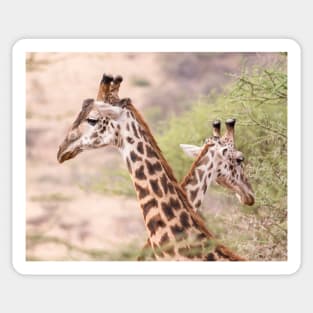 Giraffe Couple Sticker